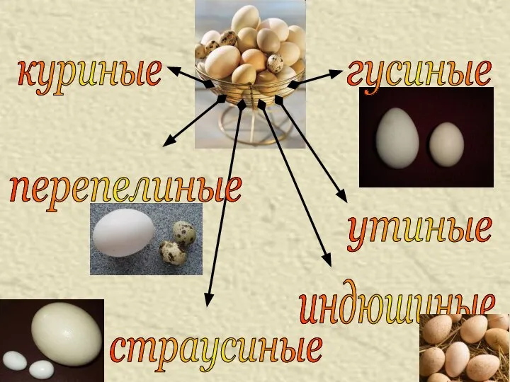 индюшиные гусиные куриные перепелиные утиные страусиные