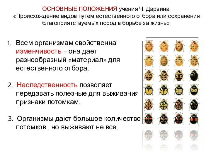 ОСНОВНЫЕ ПОЛОЖЕНИЯ учения Ч. Дарвина. «Происхождение видов путем естественного отбора или