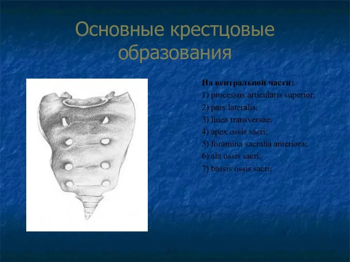 Основные крестцовые образования На вентральной части: 1) processus articularis superior; 2)