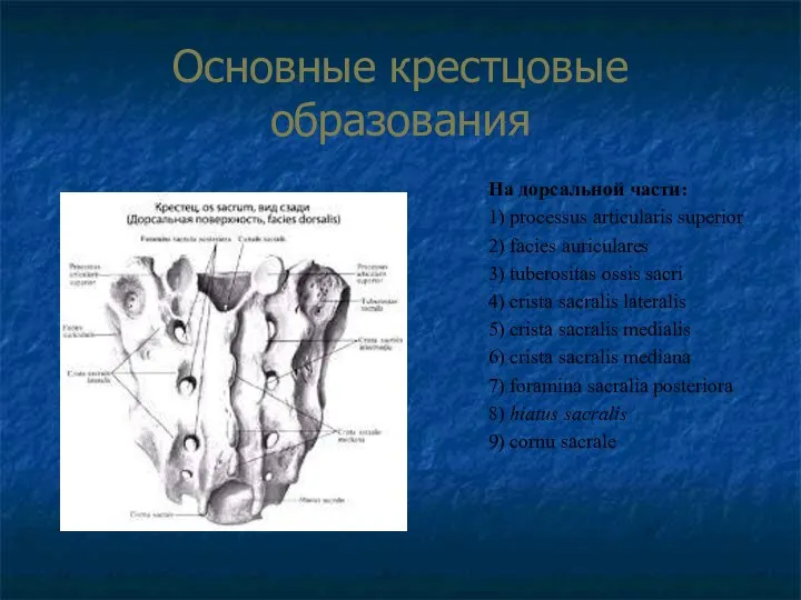 Основные крестцовые образования На дорсальной части: 1) processus articularis superior 2)