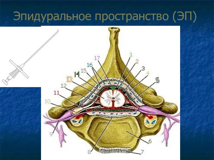 Эпидуральное пространство (ЭП)