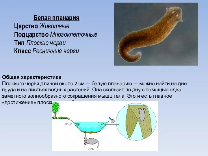 Белая планария Царство Животные Подцарство Многоклеточные Тип Плоские черви Класс Ресничные