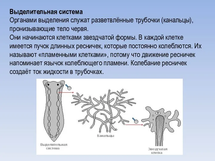 Выделительная система Органами выделения служат разветвлённые трубочки (канальцы), пронизывающие тело червя.