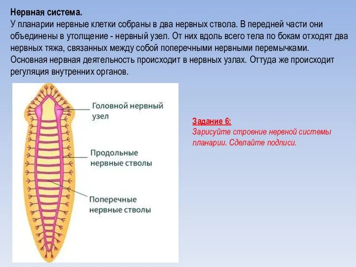 Нервная система. У планарии нервные клетки собраны в два нервных ствола.