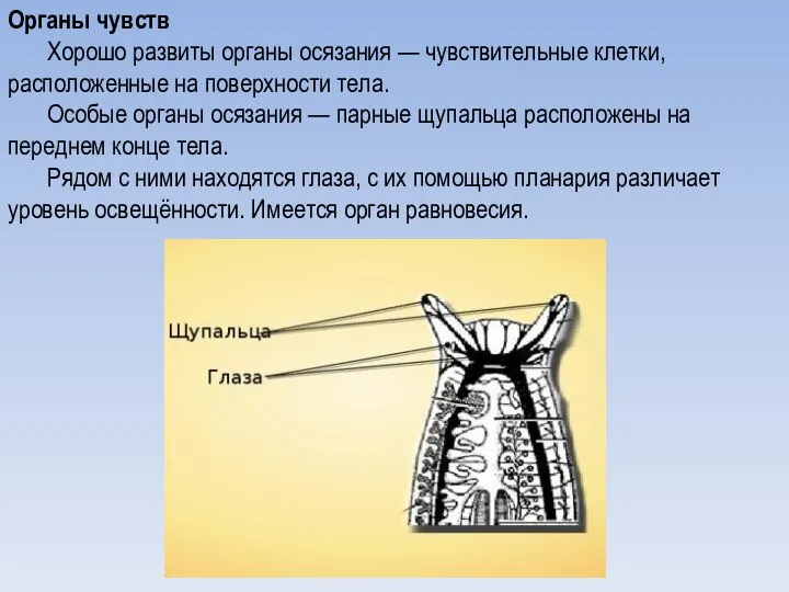 Органы чувств Хорошо развиты органы осязания — чувствительные клетки, расположенные на