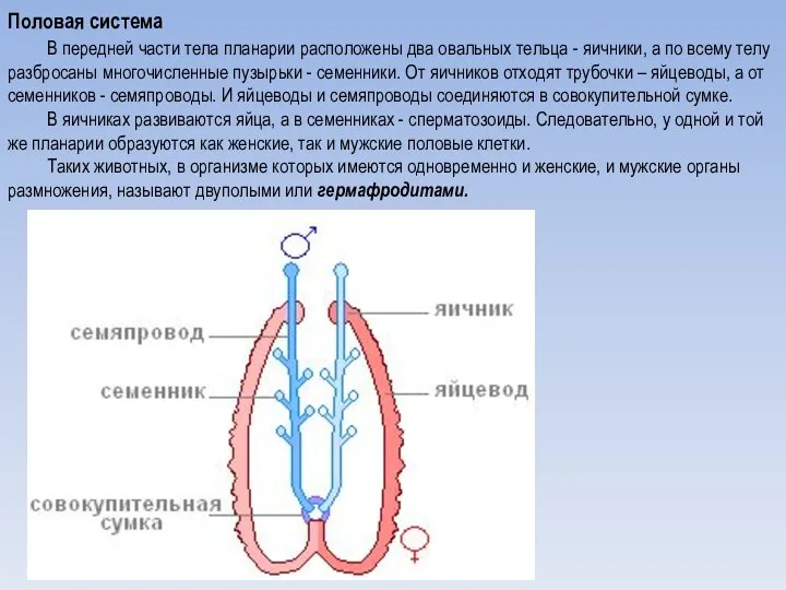 Половая система В передней части тела планарии расположены два овальных тельца