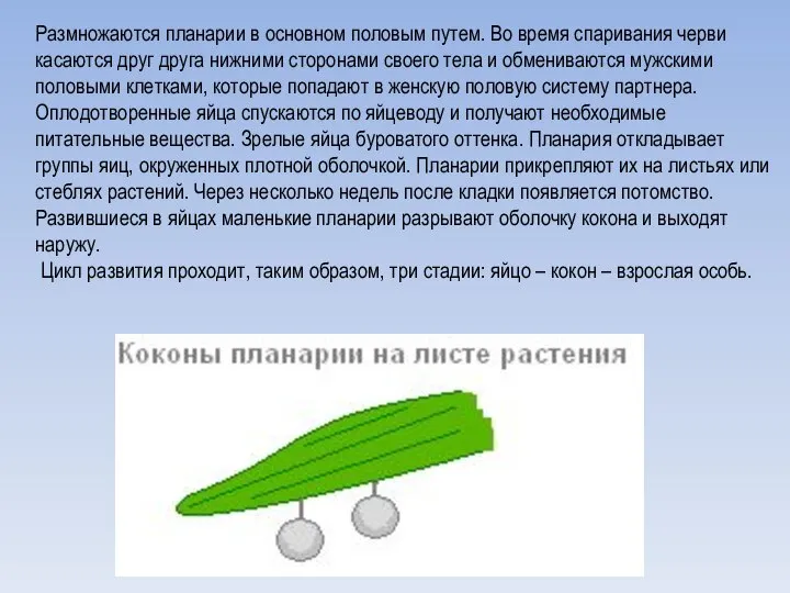 Размножаются планарии в основном половым путем. Во время спаривания черви касаются