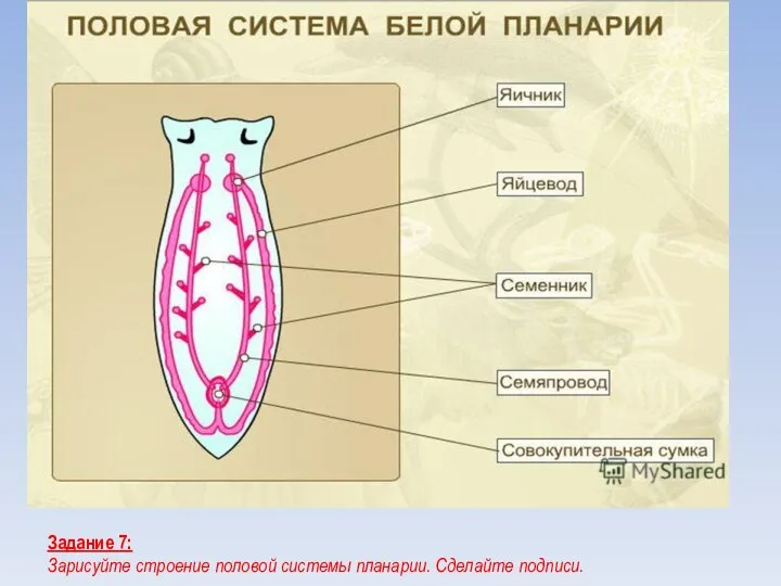 Задание 7: Зарисуйте строение половой системы планарии. Сделайте подписи.