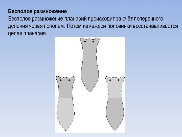 Бесполое размножение Бесполое размножение планарий происходит за счёт поперечного деления червя