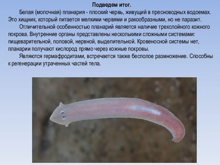 Подведем итог. Белая (молочная) планария - плоский червь, живущий в пресноводных