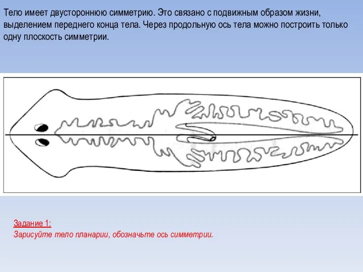 Тело имеет двустороннюю симметрию. Это связано с подвижным образом жизни, выделением