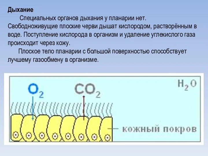 Дыхание Специальных органов дыхания у планарии нет. Свободноживущие плоские черви дышат