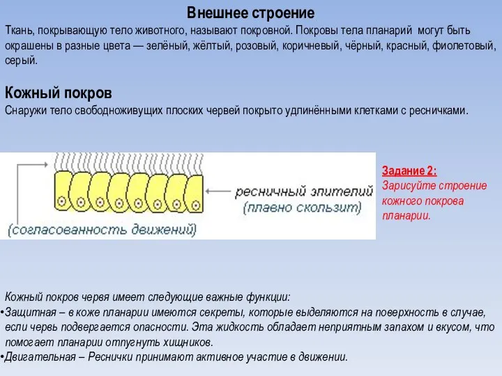 Внешнее строение Ткань, покрывающую тело животного, называют покровной. Покровы тела планарий