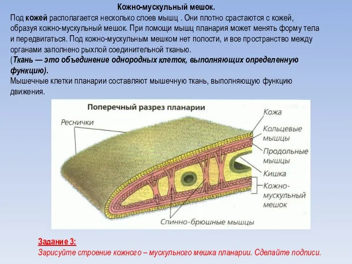 Кожно-мускульный мешок. Под кожей располагается несколько слоев мышц . Они плотно