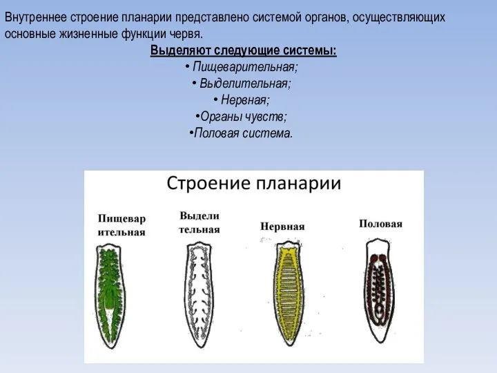 Внутреннее строение планарии представлено системой органов, осуществляющих основные жизненные функции червя.