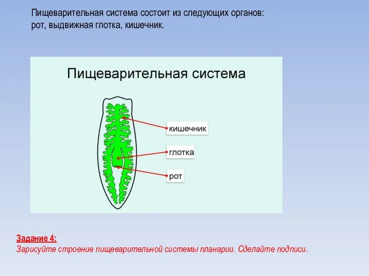 Пищеварительная система состоит из следующих органов: рот, выдвижная глотка, кишечник. Задание