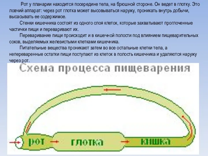 Рот у планарии находится посередине тела, на брюшной стороне. Он ведет