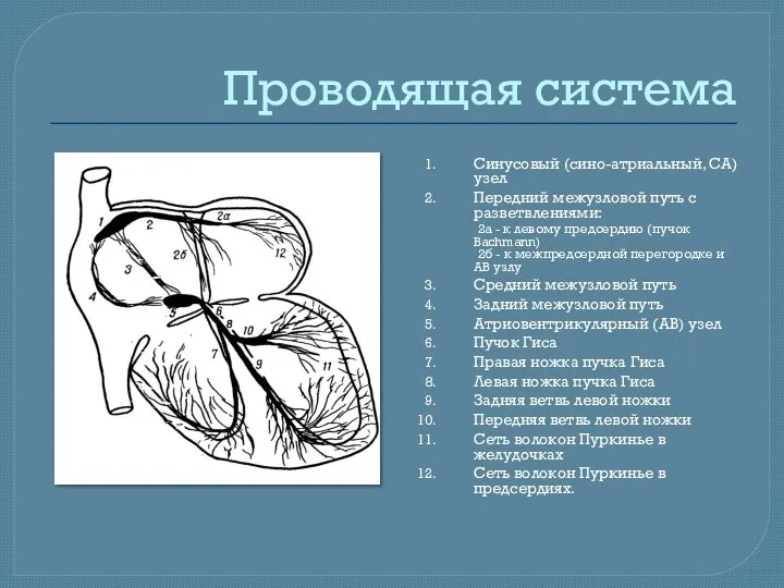 Проводящая система Синусовый (сино-атриальный, СА) узел Передний межузловой путь с разветвлениями: