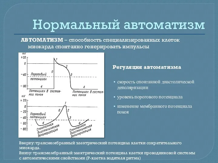 Нормальный автоматизм АВТОМАТИЗМ – способность специализированных клеток миокарда спонтанно генерировать импульсы