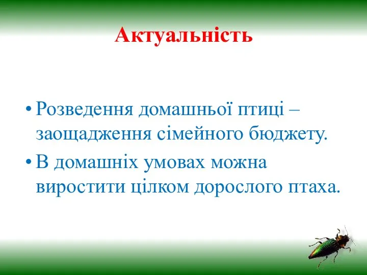 Актуальність Розведення домашньої птиці – заощадження сімейного бюджету. В домашніх умовах можна виростити цілком дорослого птаха.