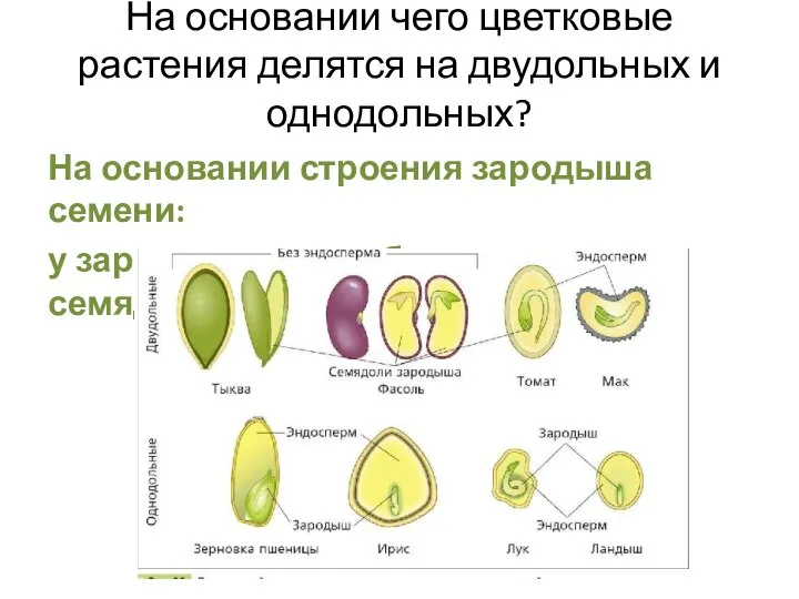 На основании чего цветковые растения делятся на двудольных и однодольных? На