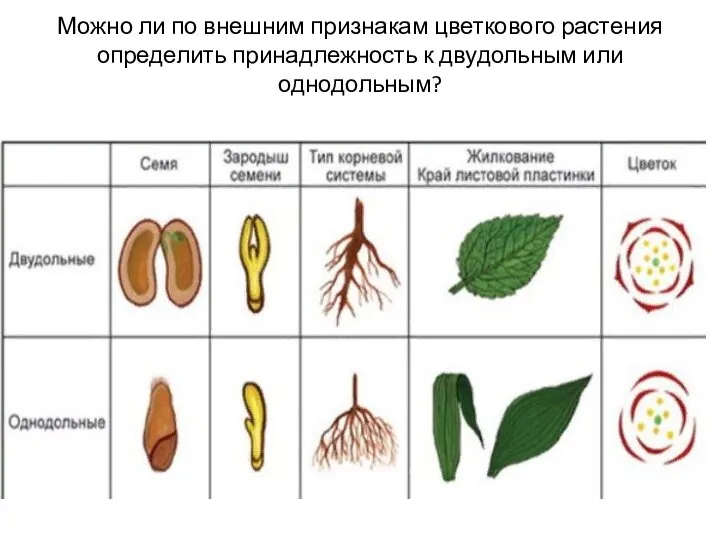 Можно ли по внешним признакам цветкового растения определить принадлежность к двудольным