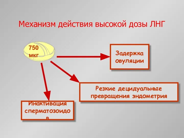 Механизм действия высокой дозы ЛНГ Задержка овуляции Резкие децидуальные превращения эндометрия Инактивация сперматозоидов