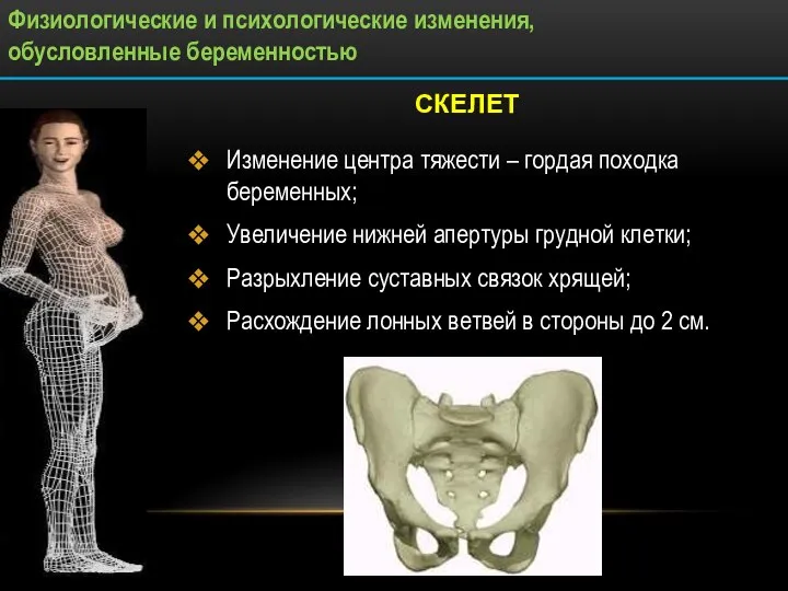 СКЕЛЕТ Изменение центра тяжести – гордая походка беременных; Увеличение нижней апертуры