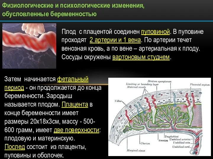 Физиологические и психологические изменения, обусловленные беременностью Плод с плацентой соединен пуповиной.