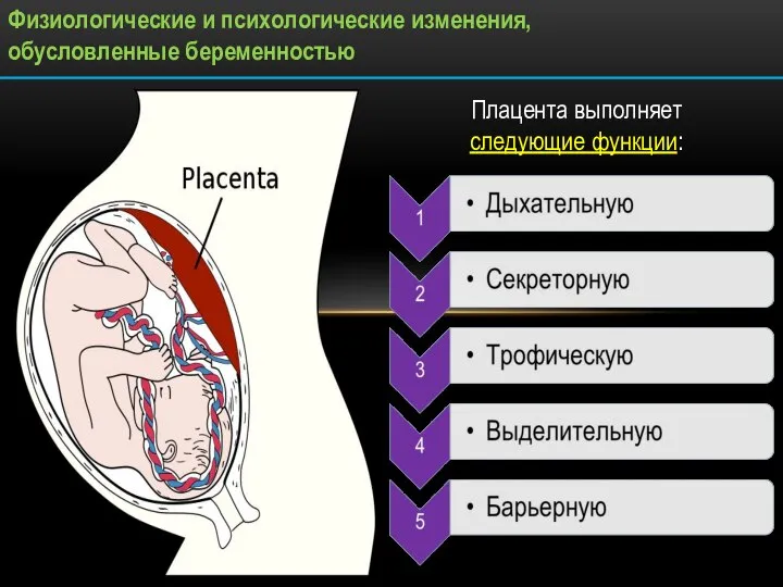 Физиологические и психологические изменения, обусловленные беременностью Плацента выполняет следующие функции: