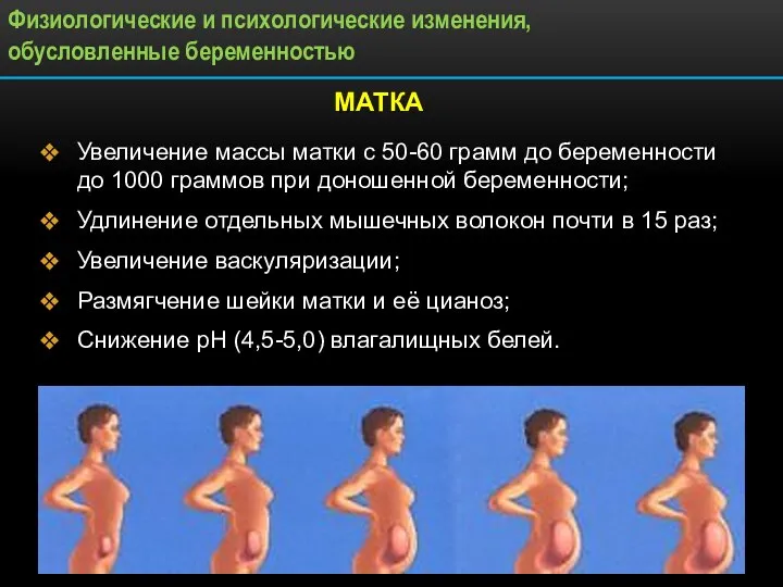 МАТКА Увеличение массы матки с 50-60 грамм до беременности до 1000