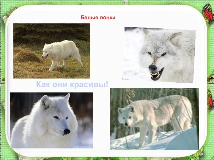 Белые волки Как они красивы!