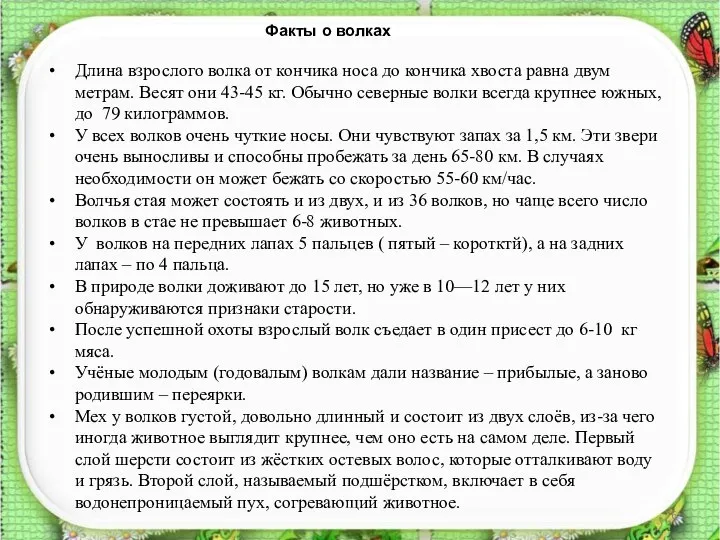 Факты о волках Длина взрослого волка от кончика носа до кончика