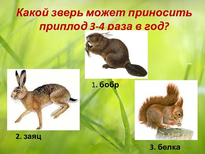 Какой зверь может приносить приплод 3-4 раза в год? 1. бобр 2. заяц 3. белка