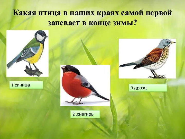 Какая птица в наших краях самой первой запевает в конце зимы? 1.синица 2 .снегирь 3.дрозд