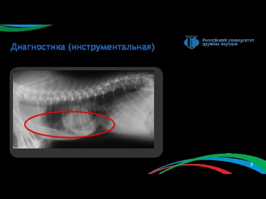 Диагностика (инструментальная) Рис. 4 – рентгеновский снимок в правой латеральной проекции: