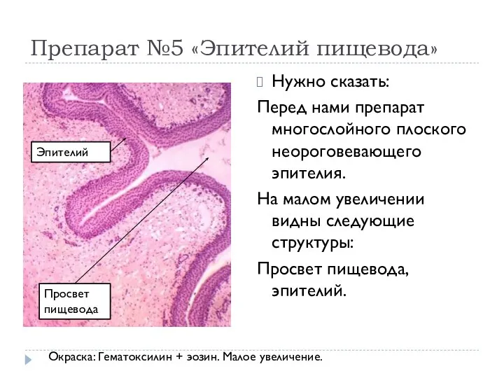 Препарат №5 «Эпителий пищевода» Нужно сказать: Перед нами препарат многослойного плоского