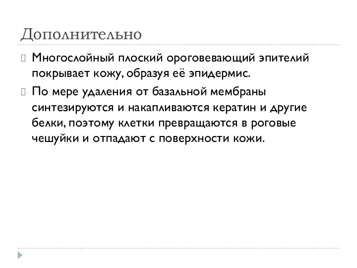 Дополнительно Многослойный плоский ороговевающий эпителий покрывает кожу, образуя её эпидермис. По