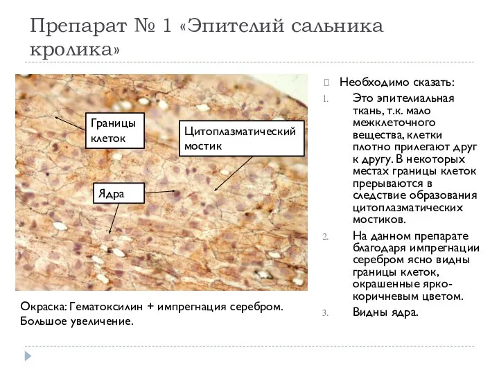 Препарат № 1 «Эпителий сальника кролика» Необходимо сказать: Это эпителиальная ткань,