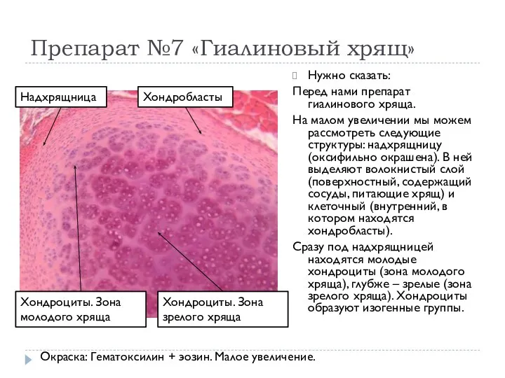 Препарат №7 «Гиалиновый хрящ» Нужно сказать: Перед нами препарат гиалинового хряща.