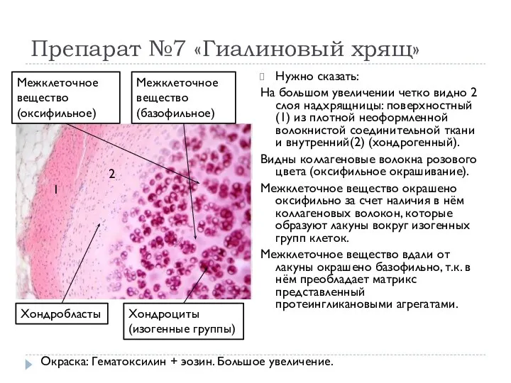 Препарат №7 «Гиалиновый хрящ» Нужно сказать: На большом увеличении четко видно