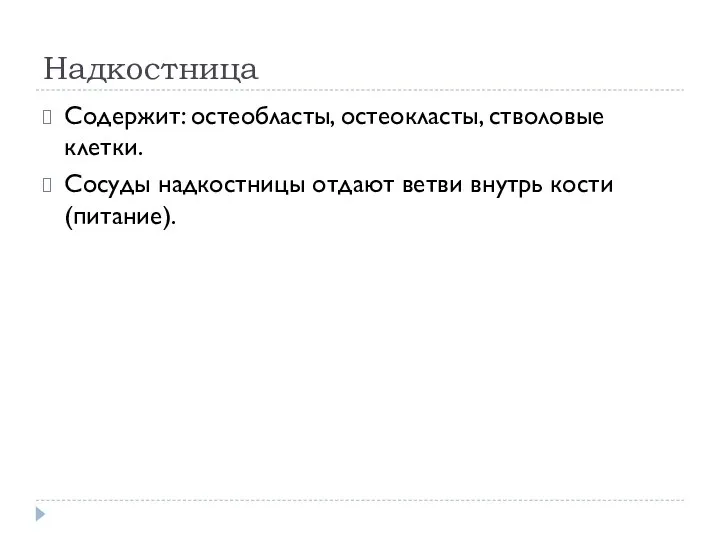 Надкостница Содержит: остеобласты, остеокласты, стволовые клетки. Сосуды надкостницы отдают ветви внутрь кости (питание).