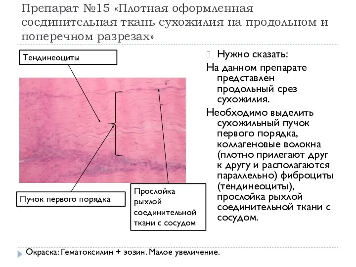 Препарат №15 «Плотная оформленная соединительная ткань сухожилия на продольном и поперечном