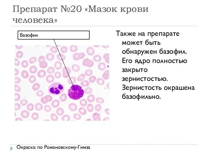 Препарат №20 «Мазок крови человека» Также на препарате может быть обнаружен