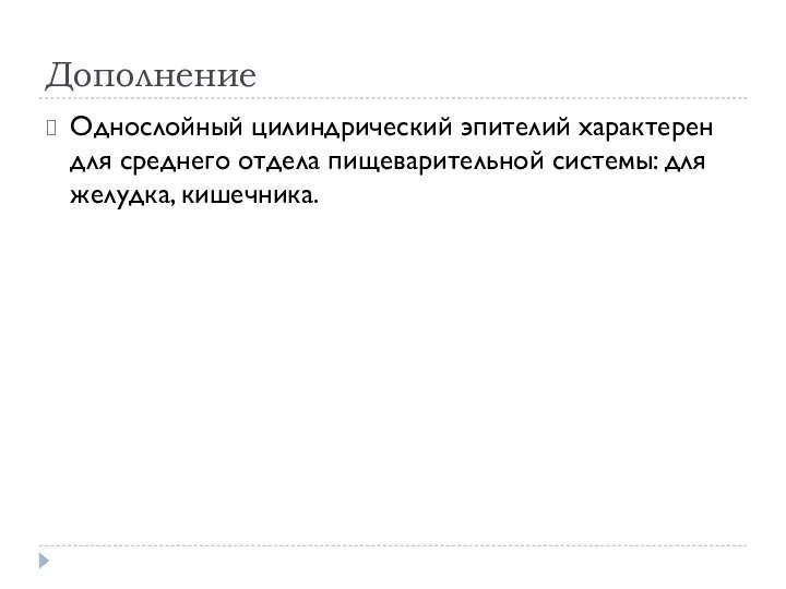 Дополнение Однослойный цилиндрический эпителий характерен для среднего отдела пищеварительной системы: для желудка, кишечника.