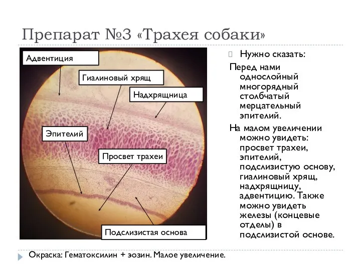 Препарат №3 «Трахея собаки» Нужно сказать: Перед нами однослойный многорядный столбчатый