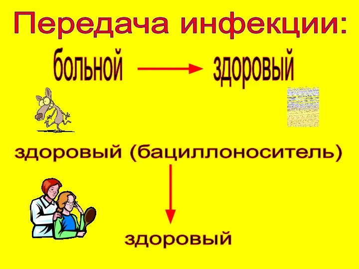 Передача инфекции: больной здоровый здоровый (бациллоноситель) здоровый