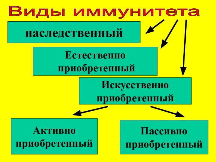 Виды иммунитета наследственный Естественно приобретенный Искусственно приобретенный Активно приобретенный Пассивно приобретенный