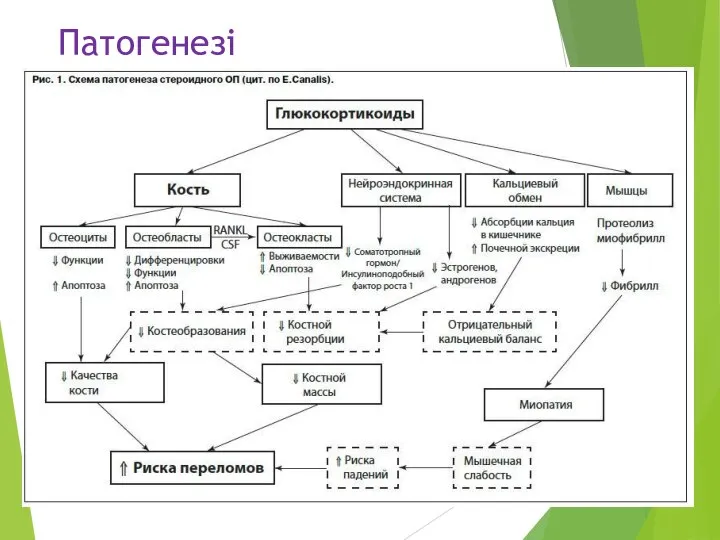 Патогенезі