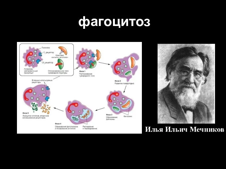 фагоцитоз Илья Ильич Мечников